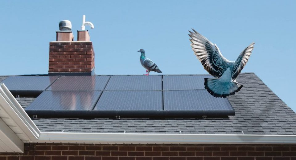 Bird sitting on a rooftop solar panel, a common issue for homes in Blackpool