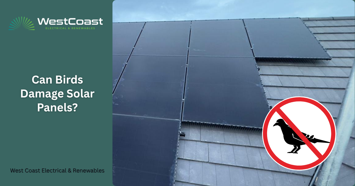 Can Birds Damage Solar Panels?